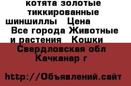 котята золотые тиккированные шиншиллы › Цена ­ 8 000 - Все города Животные и растения » Кошки   . Свердловская обл.,Качканар г.
